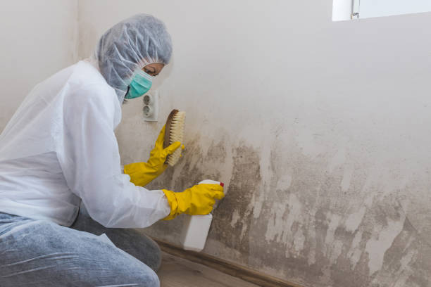 Best Black Mold Removal  in Eton, GA